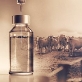 Já começou a segunda etapa da campanha vacinação contra a febre aftosa no Brasil Já começou a segunda etapa da campanha vacinação contra a febre aftosa no Brasil
