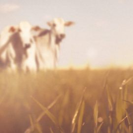 O Programa Renove e o futuro da agropecuária O Programa Renove e o futuro da agropecuária