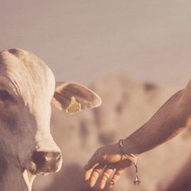 Bem-estar animal: um investimento necessário Bem-estar animal: um investimento necessário