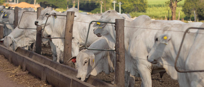 Precocidade bovina é a palavra de ordem para produzir mais e melhor Precocidade bovina é a palavra de ordem para produzir mais e melhor