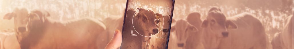 Rastreabilidade animal e a importância para o sucesso do seu negócio! Rastreabilidade animal e a importância para o sucesso do seu negócio!