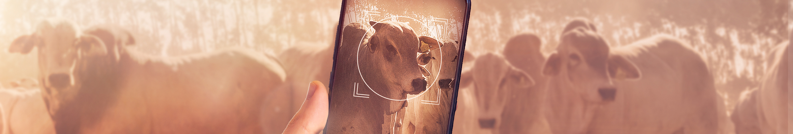 Rastreabilidade animal e a importância para o sucesso do seu negócio! Rastreabilidade animal e a importância para o sucesso do seu negócio!