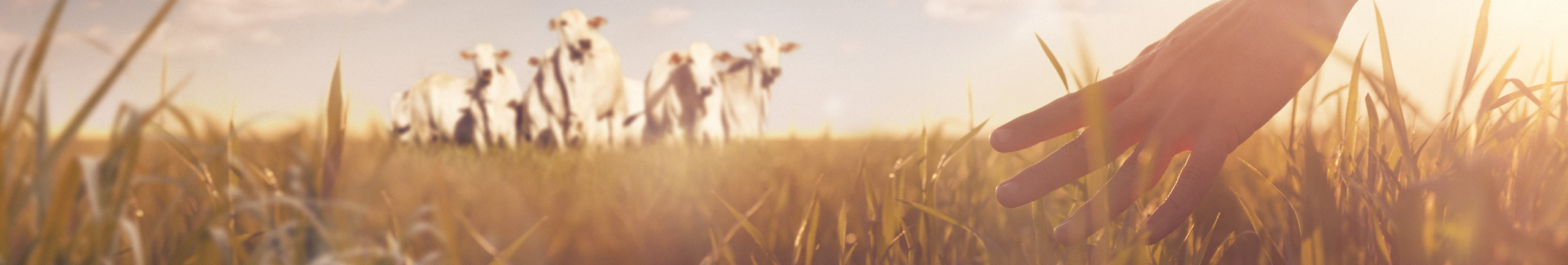 O Programa Renove e o futuro da agropecuária O Programa Renove e o futuro da agropecuária