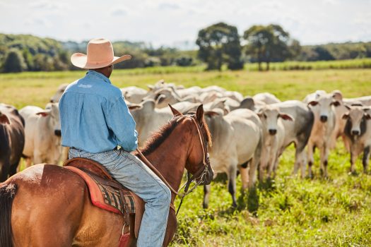 10 princípios de nossa Política de Bem-estar Animal que você precisa conhecer 10 princípios de nossa Política de Bem-estar Animal que você precisa conhecer