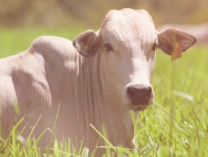 Pecuaristas brasileiros são responsáveis por alimentar o mundo Pecuaristas brasileiros são responsáveis por alimentar o mundo