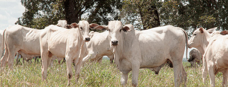 Parâmetros para avaliação dos animais Parâmetros para avaliação dos animais