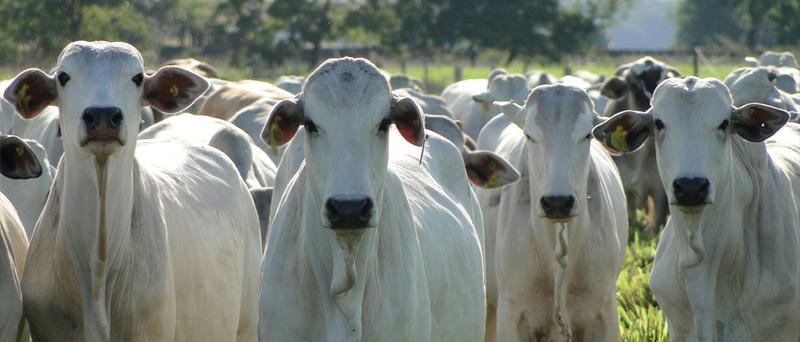 Os custos de produção decolaram, e agora? Os custos de produção decolaram, e agora?