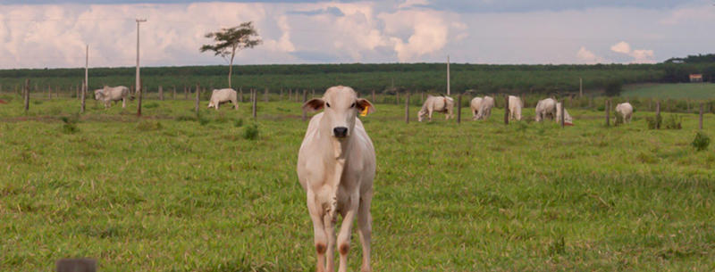 A importância da vacinação do animal A importância da vacinação do animal