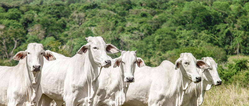 ILPF – Saiba mais sobre esta estratégia de produção ILPF – Saiba mais sobre esta estratégia de produção