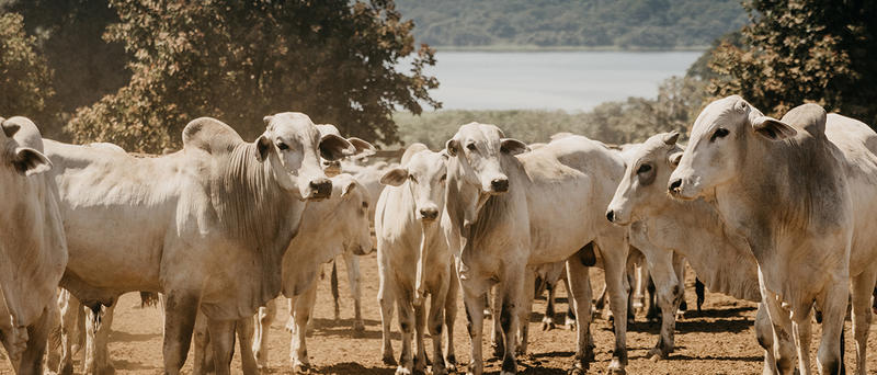 Controle parasitário na terminação de bovinos Controle parasitário na terminação de bovinos