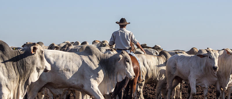 A influência do bem-estar animal na eficiência produtiva da fazenda A influência do bem-estar animal na eficiência produtiva da fazenda