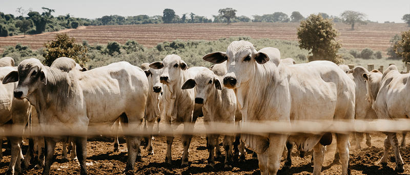 Com gado confinado o cuidado é dobrado Com gado confinado o cuidado é dobrado