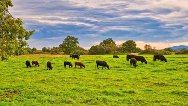 Minerva Foods promove ciclo de treinamentos de Bem-Estar Animal para colaboradores em Araguaína/TO Minerva Foods promove ciclo de treinamentos de Bem-Estar Animal para colaboradores em Araguaína/TO